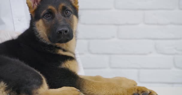 Pequeño perro raza pastor alemán mintiendo y relajante. — Vídeos de Stock