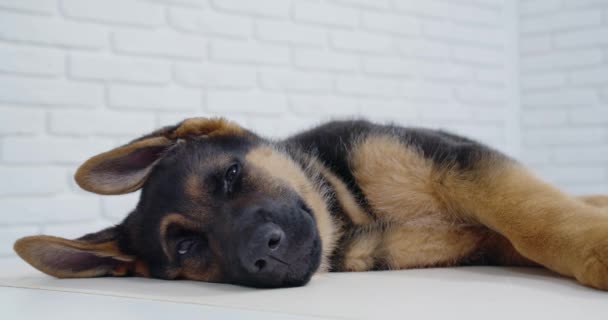 Leuke hond slapen op witte achtergrond in moderne kliniek. — Stockvideo