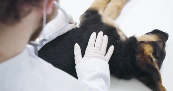 Ветеринар проверяет легкие собака породы немецкая овчарка. — стоковое видео