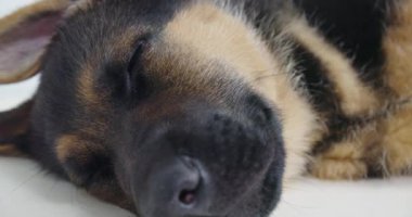 Anestezi altında uyuyan siyah burunlu Alman çoban köpeği.