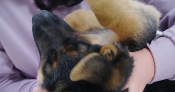 Sötét kutya élvezi érintés nyak nő lila kapucnis. — Stock videók