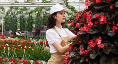 Güzel kırmızı çiçeklerle ilgilenen tatlı bir kadın.. 