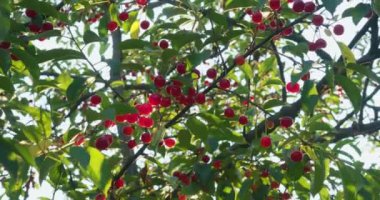 Bahçede tatlı kırmızı meyveli kiraz ağacı