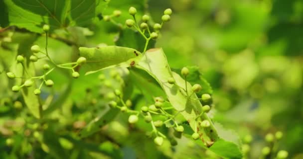 Close up of green linden blossom ripening on tree — Stock Video