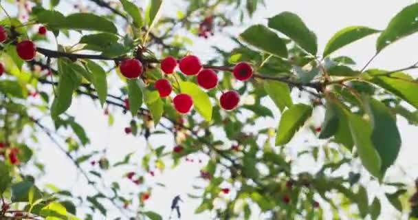 Gärtner pflückt reife Kirschen am Baum — Stockvideo