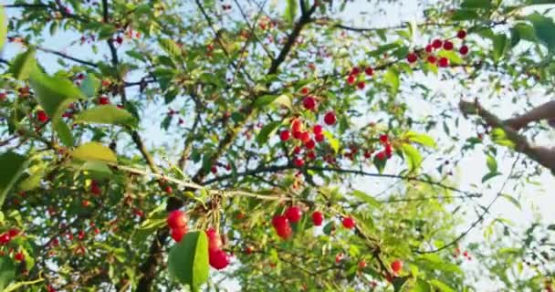 Agricultor masculino colhendo cereja doce no jardim — Vídeo de Stock