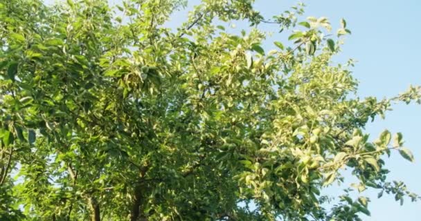 Apfelbaum mit grünen Blättern und unreifen Früchten im Garten — Stockvideo