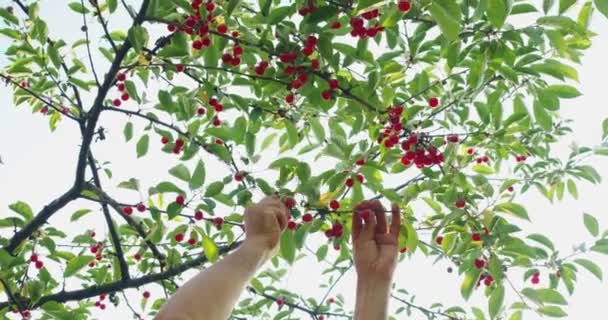 Садовник собирает сладкие дикие ягоды с деревьев — стоковое видео