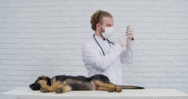 Veteriner, uykulu köpek yavrusuna aşı enjekte ediyor. 