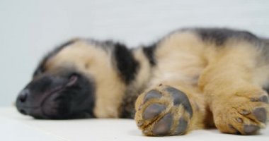 Alman çoban köpeği stüdyoda yerde uyuyor.