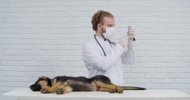 Vétérinaire injectant le vaccin au chiot endormi — Video