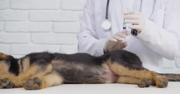 Médecin qualifié donnant le vaccin au chiot berger allemand — Video