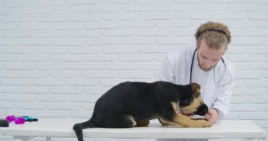 Nitelikli erkek veteriner şirin köpek yavrusunun sağlığını kontrol ediyor.