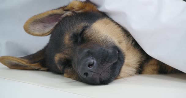 小纯种小狗在检查牙齿的时候睡着了 — 图库视频影像