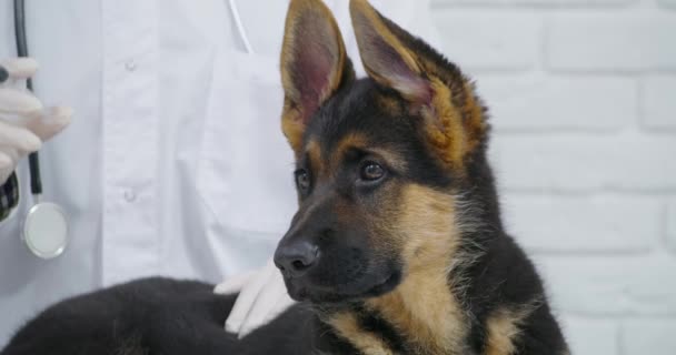 Pastor alemán cachorro acostado en la clínica veterinaria durante la vacunación — Vídeos de Stock