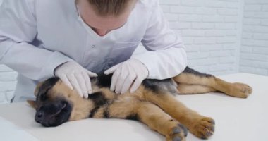 Veteriner, uykulu yavru köpek teşhisi koyuyor.