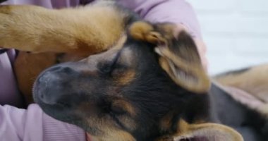 Sevimli köpek yavrusu okşayan kadın ellerini kapat. 