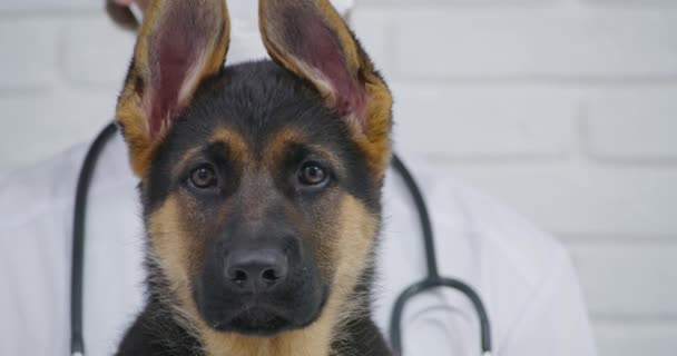 Schäferhund-Welpe bei medizinischer Untersuchung — Stockvideo