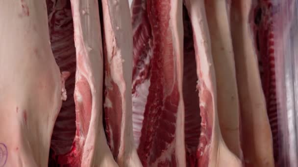 Raw animal carcases hanging in butchery. — Stock Video