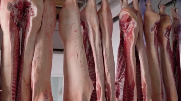 Raw pig carcasses hanging in track. — Stock Video