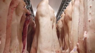 Raylarda asılı çiğ domuz arabaları.