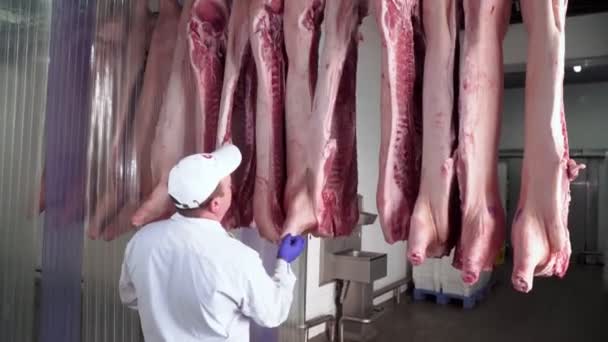 Man checking and observing raw pig carcases hanging in track. — Stock Video