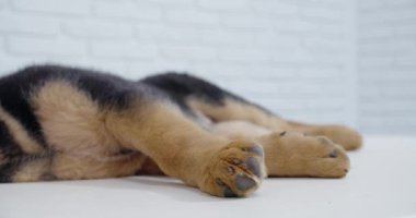 Küçük köpek, beyaz masada uyuyan Alman çoban köpeği yetiştirir..