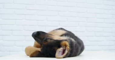Küçük siyah köpek, muayene sonrası sırt üstü uzanıyor ve dinleniyor..
