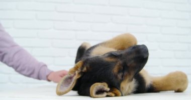 Tarağı bitirme işlemi köpeğe özel eldiven takar.
