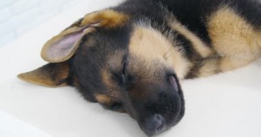 Köpek beyaz masada uzanıyor veteriner kliniğinde uyuyor ve dinleniyor..