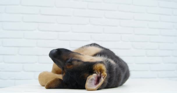 Маленька темна собака лежить на спині і відпочиває після огляду . — стокове відео