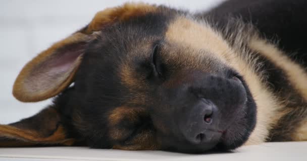 Pequeno cão pastor dormindo sob anestesia em veterinária. — Vídeo de Stock