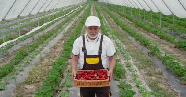 Adult man harvesting ripe strawberries in wricker basket. — Stock Video