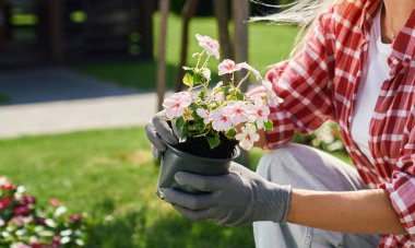 Close up of female hands in gloves holding pot with flower