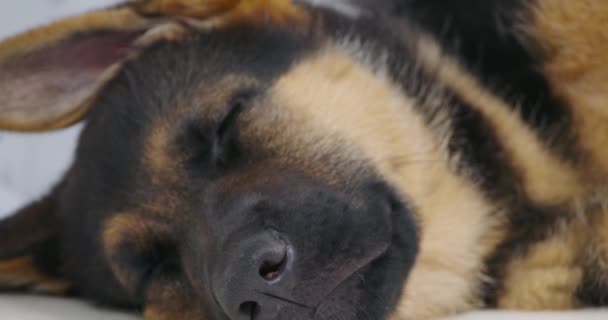 Nice small dog lying after treatment at the veterinarian. — Vídeo de Stock