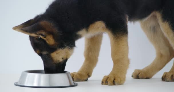 Невелика гарна порода собак вівчарка, що їсть смачний корм . — стокове відео