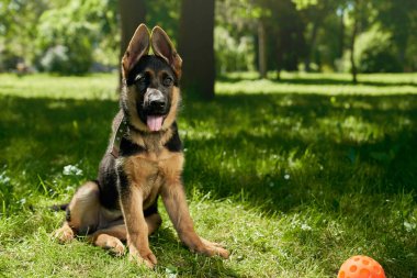 Oyuncu köpek topun yanında çimlerde oturuyor.