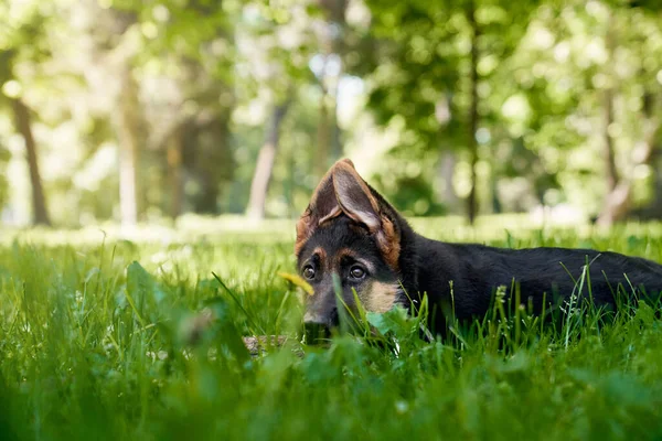 Bonito cachorro deitado na grama após a caminhada ativa ao ar livre — Fotografia de Stock