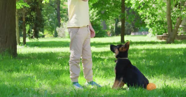 Oğlanın yaz parkında küçük köpeğini eğitmesine yakın durun. — Stok video