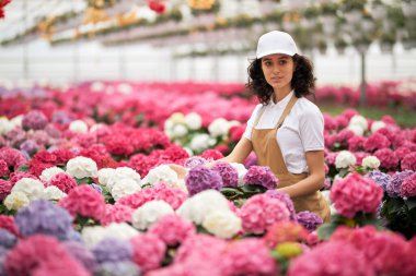 Genç bayan bahçıvan renkli ortancaların arasında poz veriyor.