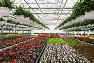 Tencerelerde büyüyen çeşitli renkli çiçekli sera