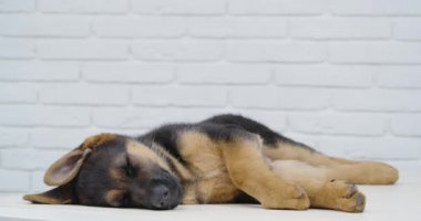Küçük siyah ve kahverengi köpek gündüzleri kestiriyor.