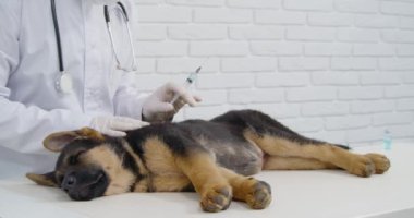 Erkek veteriner, tatlı uykulu köpeğe iğne yapıyor.