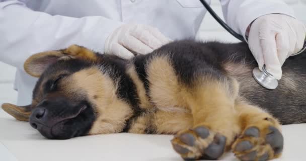 Médico veterinário usando estetoscópio para verificar batimentos cardíacos de filhote de cachorro — Vídeo de Stock