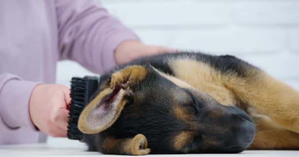 Nahaufnahme einer Frau, die flauschigen Schäferhund-Welpen kämmt — Stockvideo