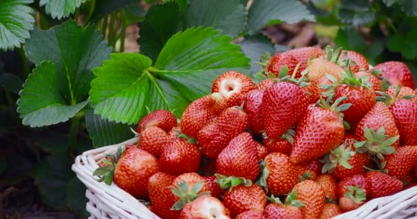 신선 한 딸기가 가득 들어 있는 낡은 바구니 — 비디오