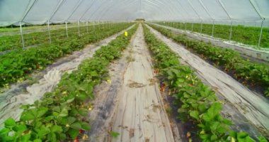 Tarlada yetişen tatlı çilekli yeşil çalılar.