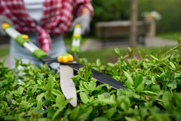 Acercamiento del jardinero usando cortadoras para recortar arbustos — Foto de Stock