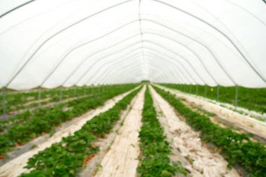 Olgun çilek içeren geniş modern sera..