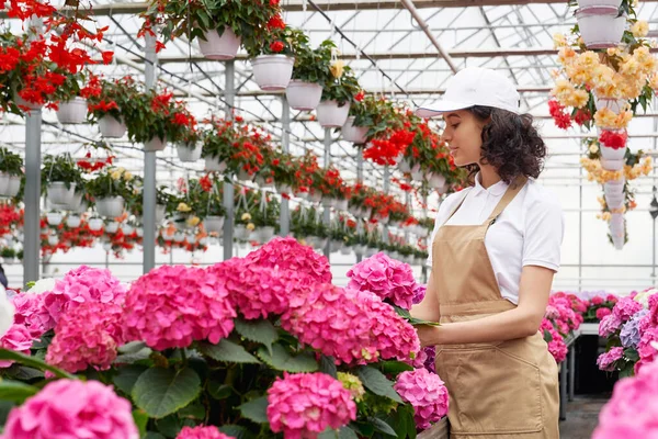 Cute woman caring for beautiful pink flowers in greenhouse. — Stock Photo, Image